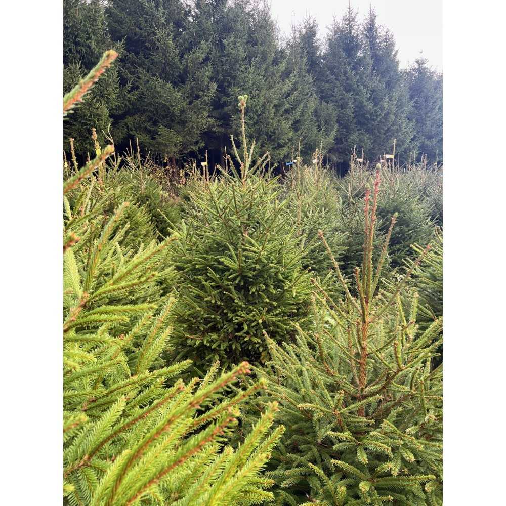 Sapin épicéa naturel - Image 3